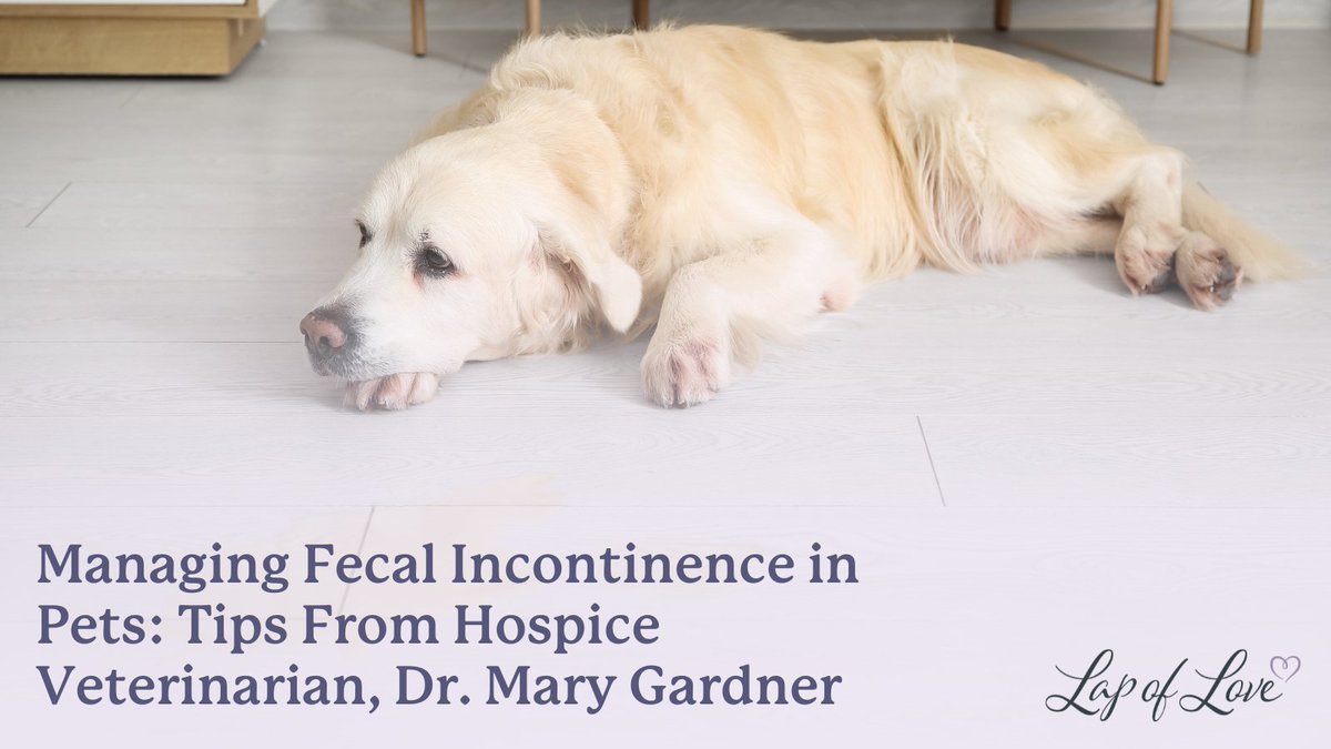 Caring for a senior or terminally ill pet comes with unexpected challenges. Fecal incontinence can be one of the hardest, emotionally and practically.

Dr. Mary Gardner shares advice and real life insight from her own experience with her dog.

Read more: hubs.li/Q044v1pz0