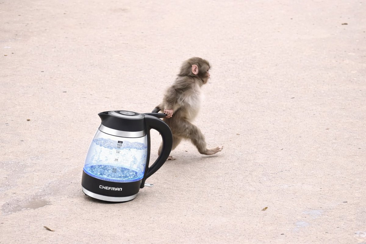 MyChefman's tweet image. When life gets tough, grab your emotional‑support kettle and keep it moving. 🐒⚡

#punchthemonkey #chefman #viralmoment #kettle #tea #fyp
