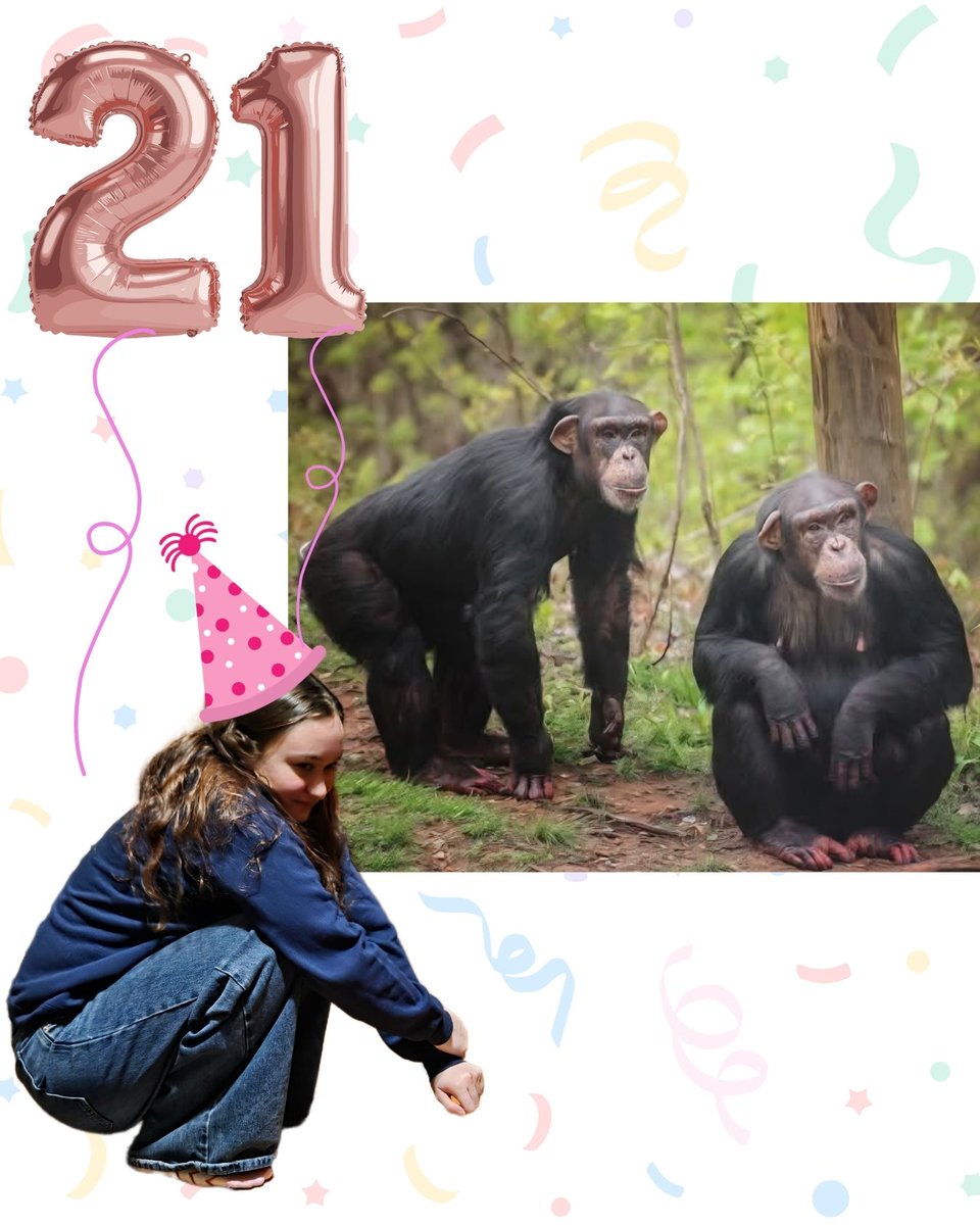 Project Chimps tweet media