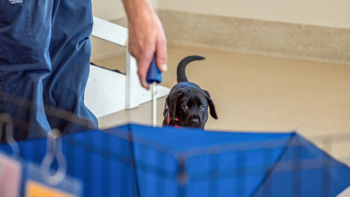 NC State ECE tweet media