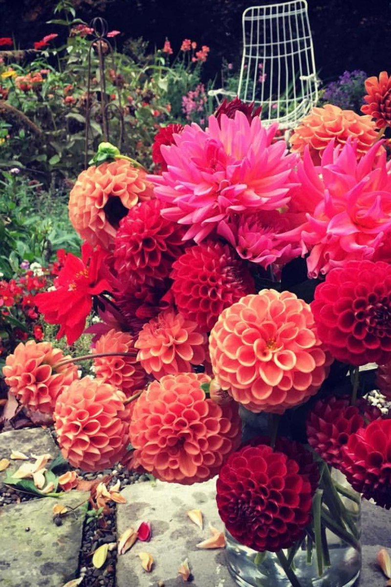 10 Great Plants for Cut Flower Gardens for Sunny Areas 
ohiotropics.com/2026/02/18/cut…