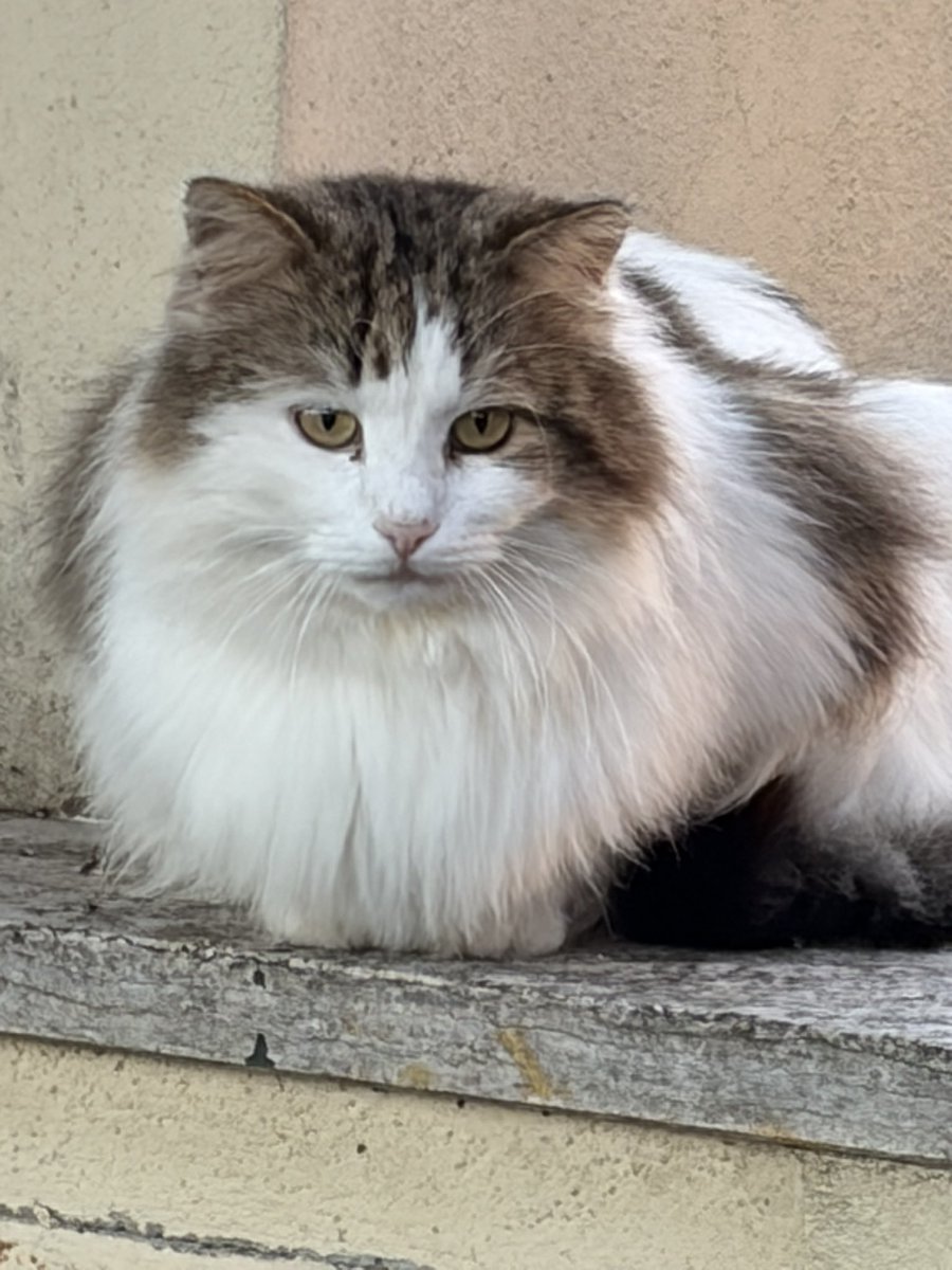 😻I PELOSETTI DEL MARE😻 In ricordo di Zenzero ❤️ tweet media