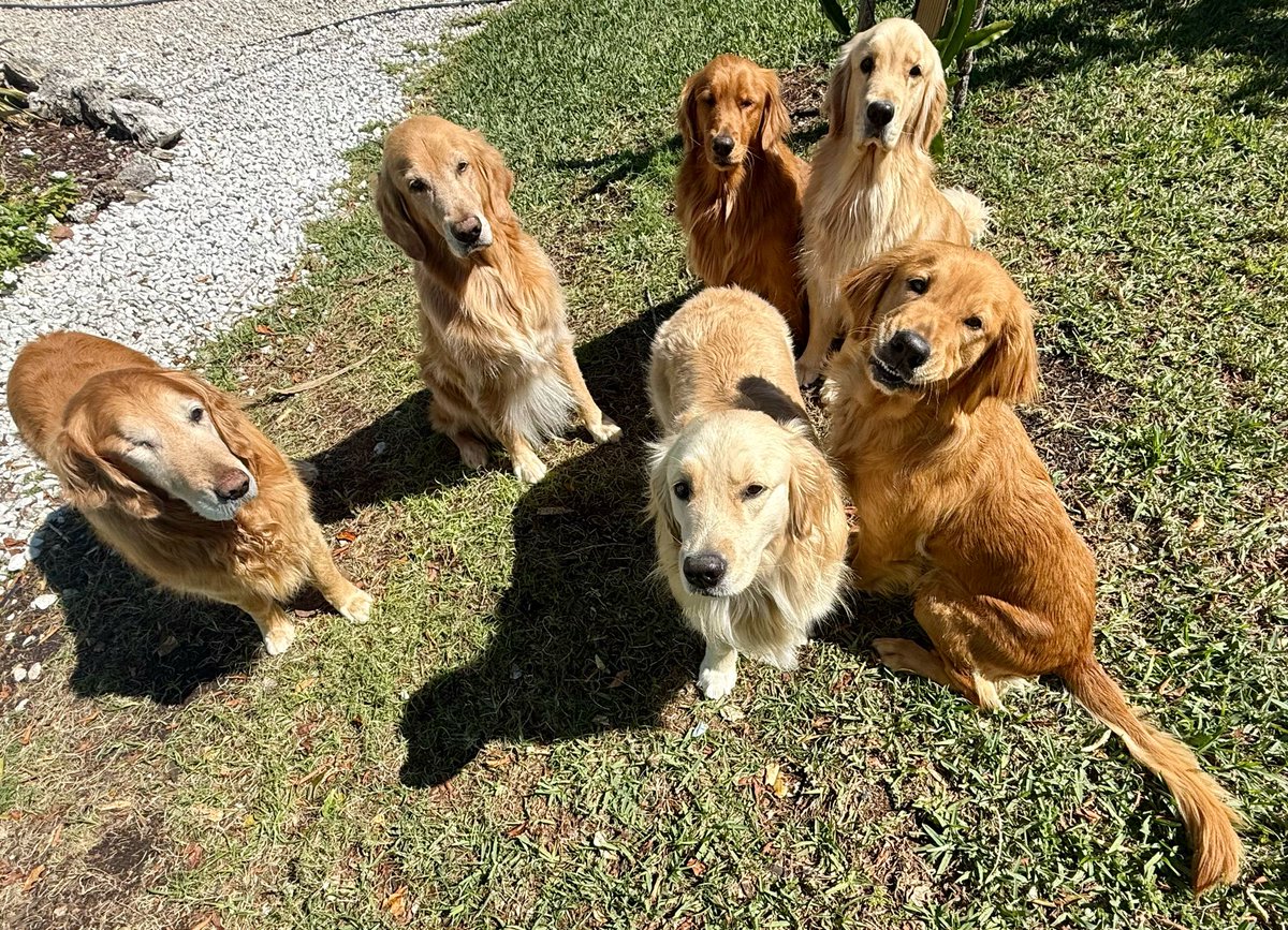 The Golden Ratio tweet media