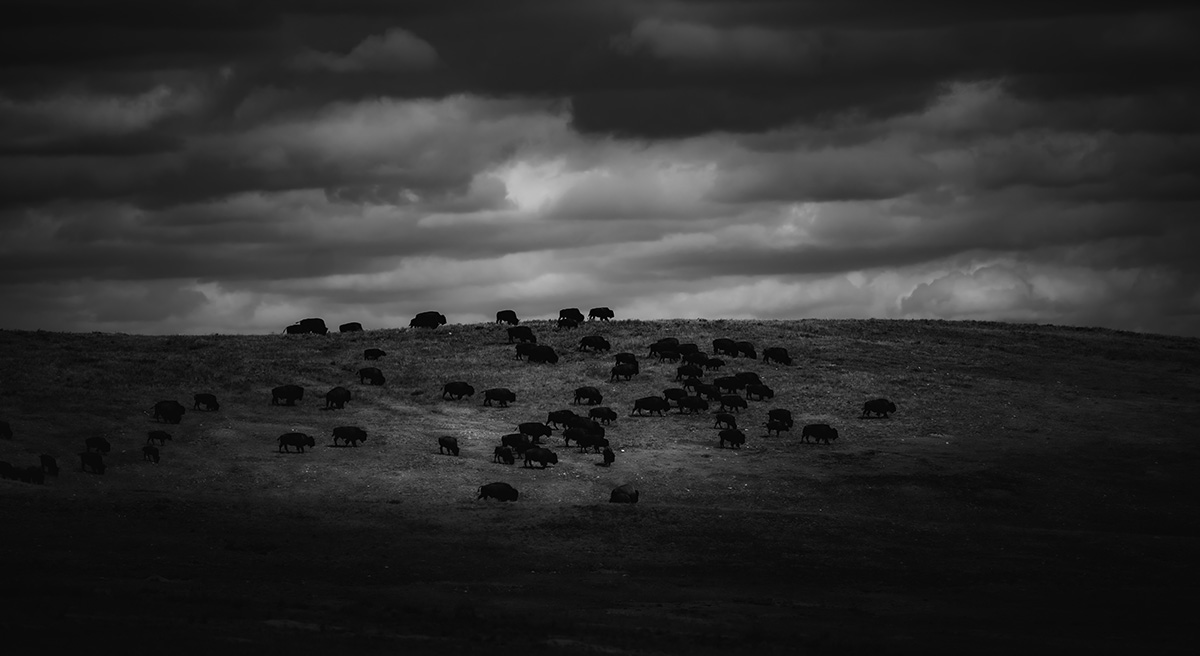 Nebraskaland tweet media