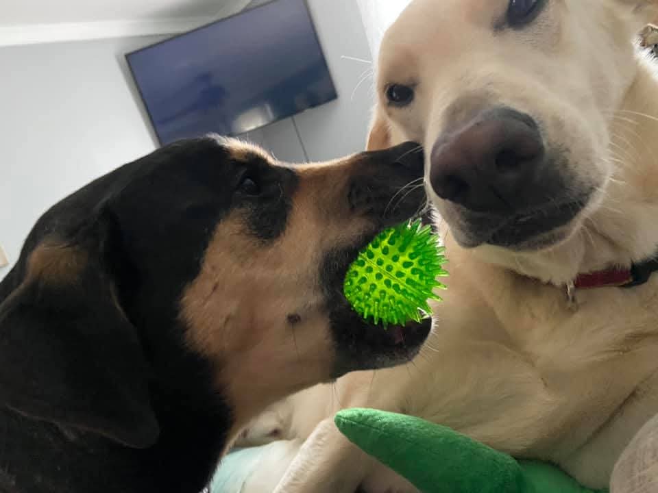 FREYA AMARI | M.RAGE ‼️ tweet media