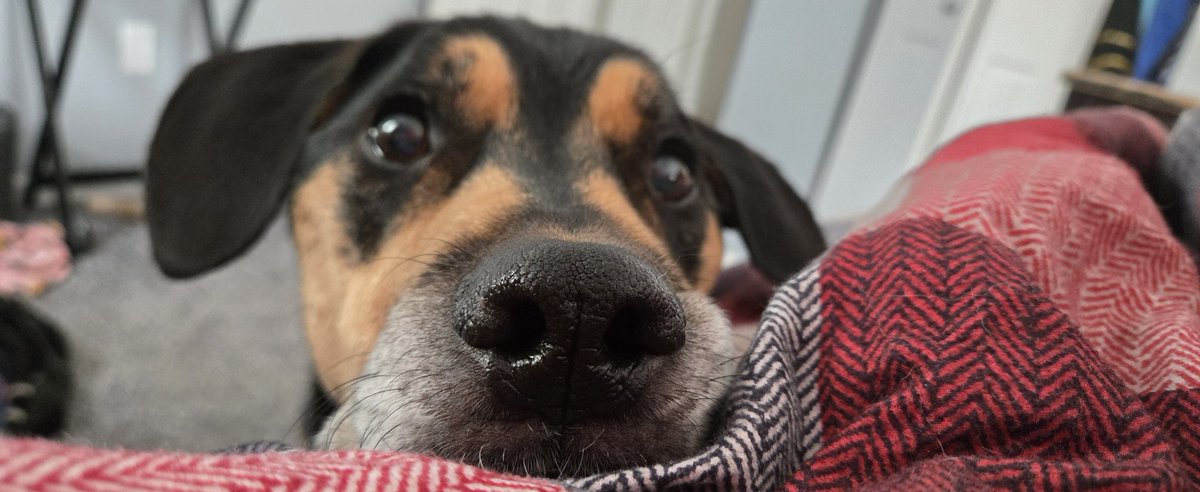 FREYA AMARI | M.RAGE ‼️ tweet media