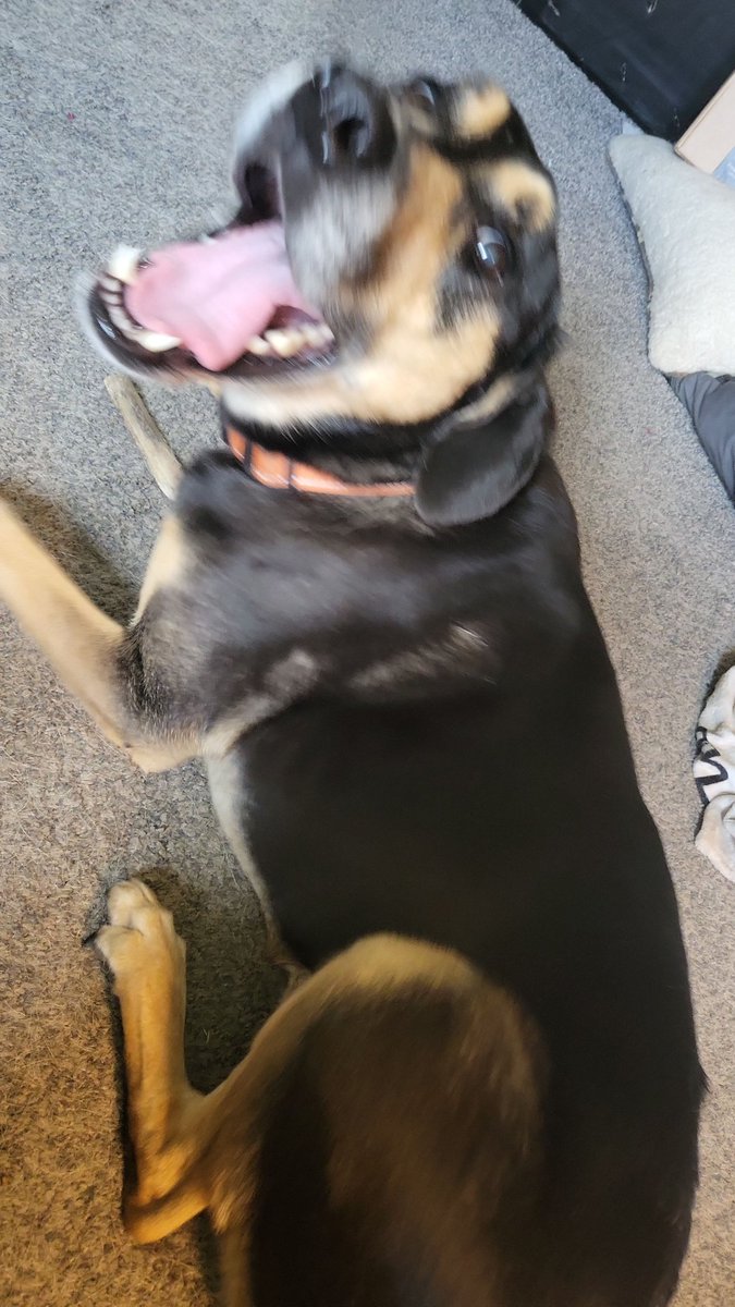 FREYA AMARI | M.RAGE ‼️ tweet media