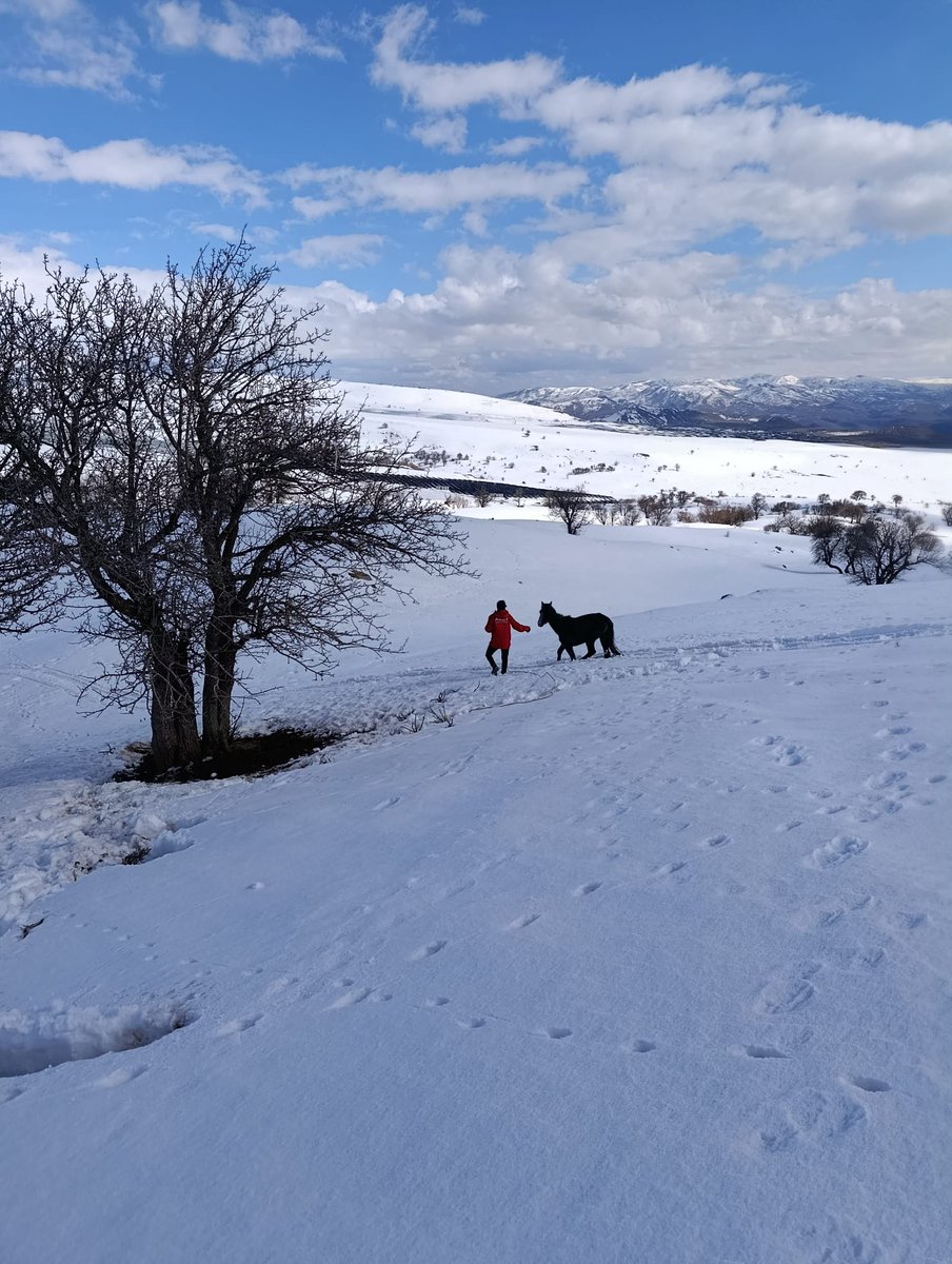 #AKUToperasyon #AKUTBingöl ekibimiz, bölge halkından gelen ihbar üzerine Solhan ilçesinde karda mahsur kalan bir at için operasyona çıkmış, atı kurtarıp köy sakinlerine teslim ederek operasyonu sonlandırmıştır.