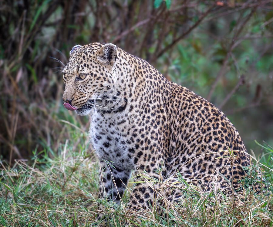 joancarroll's tweet image. Hungry Leopard Masai Mara Kenya! buff.ly/3YrPaGi #leopard #feline #bigcat #kenya #masaimara #wildlife #wildlifephotography #spotted #foliage #alert #jungle#animals #nature  #giftideas #wallart #artforsale @joancarroll