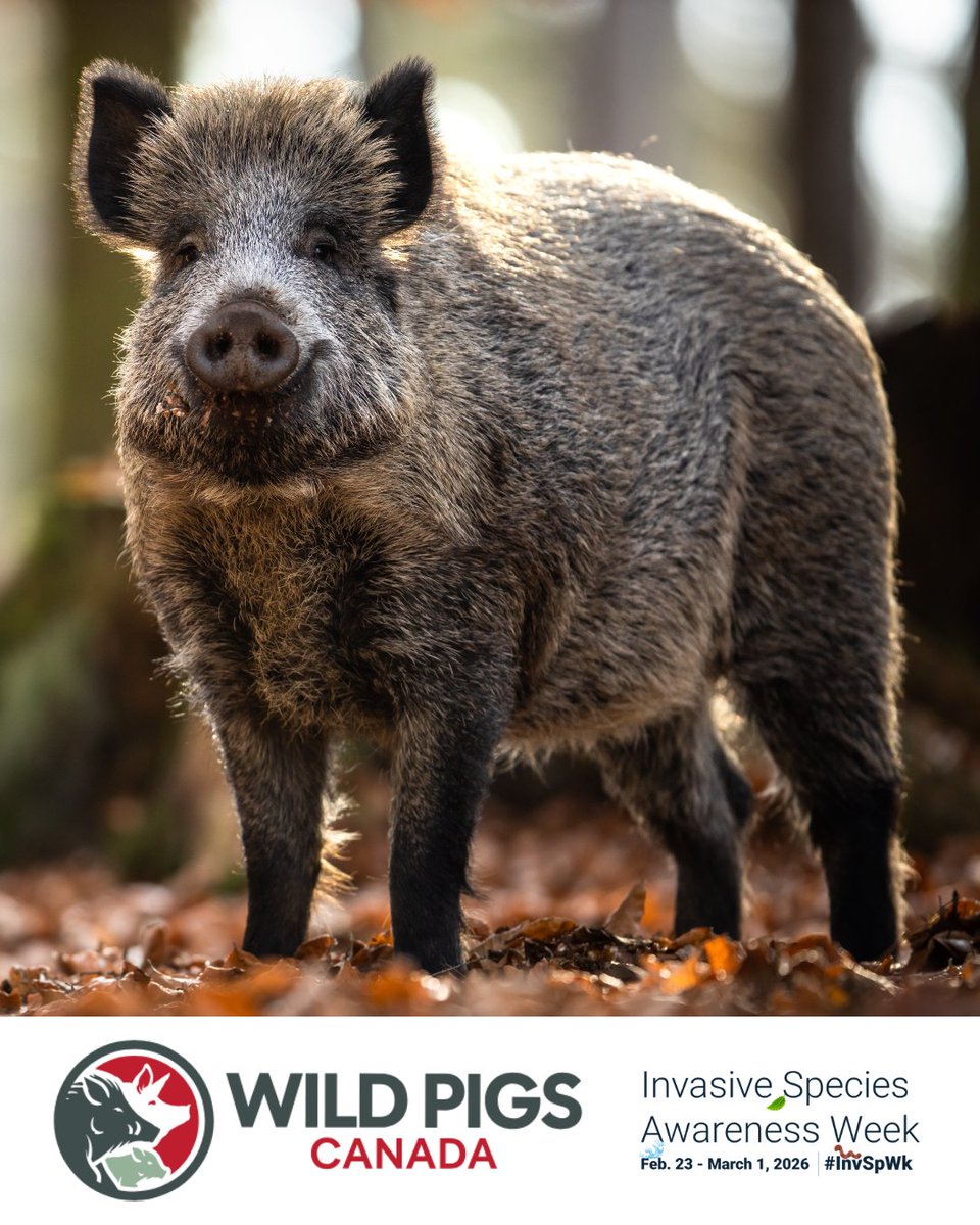 Animal Health Canada | Santé animale Canada tweet media