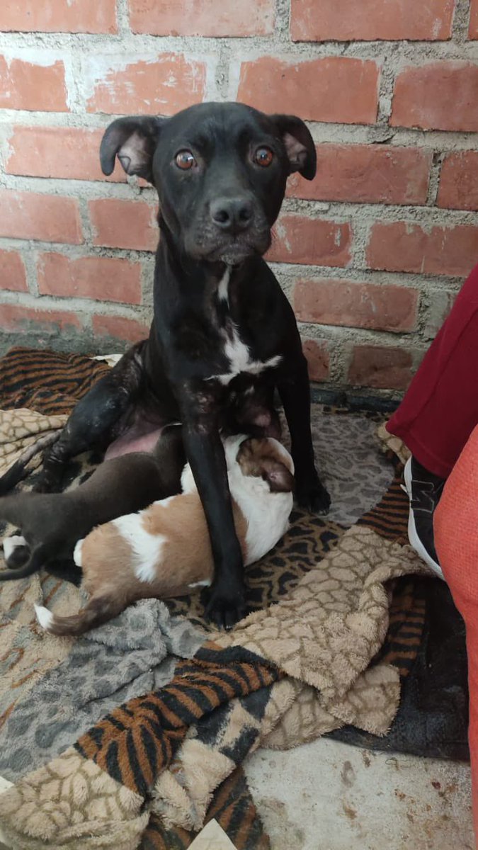 Aún seguimos necesitando apoyo para esta perrita y sus cachorritos. Ella está en los huesos. Le queremos dar baños medicados porque tiene la piel muy maltratada. 
Apelamos al buen corazón de todos nuestros seguidores; necesitamos vitaminas, cama, paté 🙏🏼. 
Yape/plin: 941 394 340