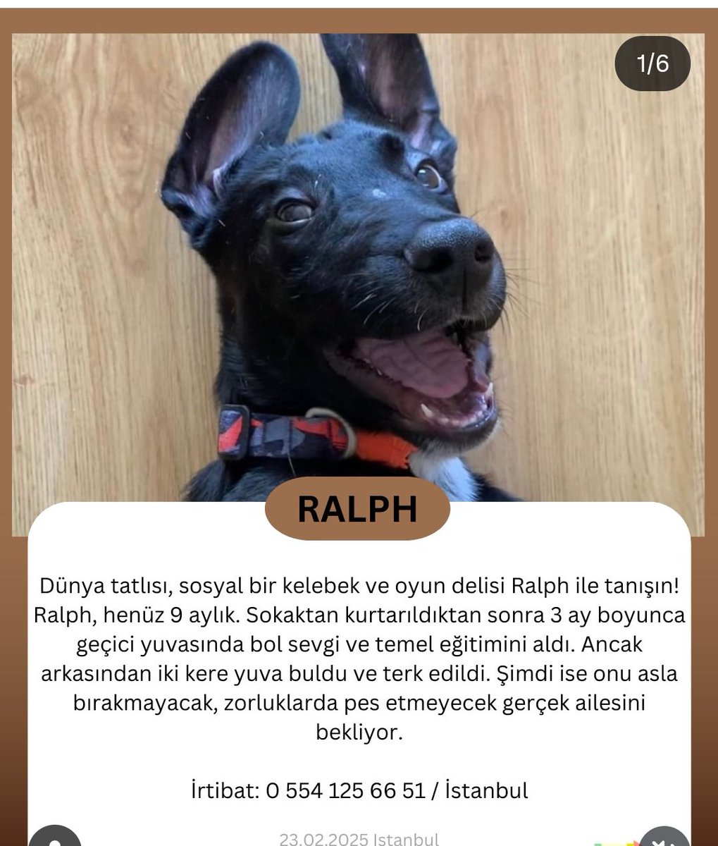 minkominkom's tweet photo. Acil bir ömürlük ev arayışı mevcut gerekli tüm bilgileri görselde bulabilirsiniz 🙏 https://t.co/MDiFj06cqU