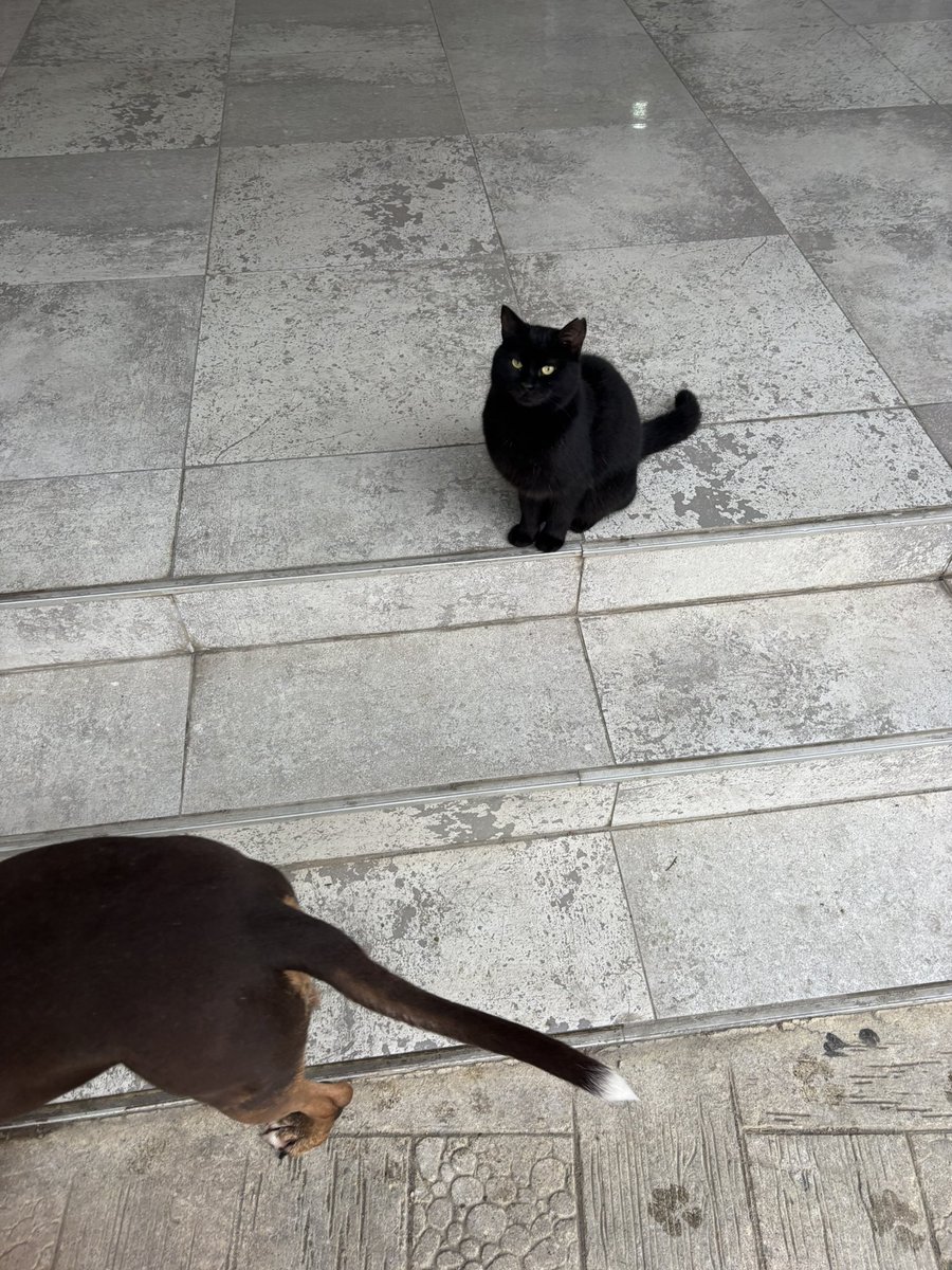 Pitperest tweet media