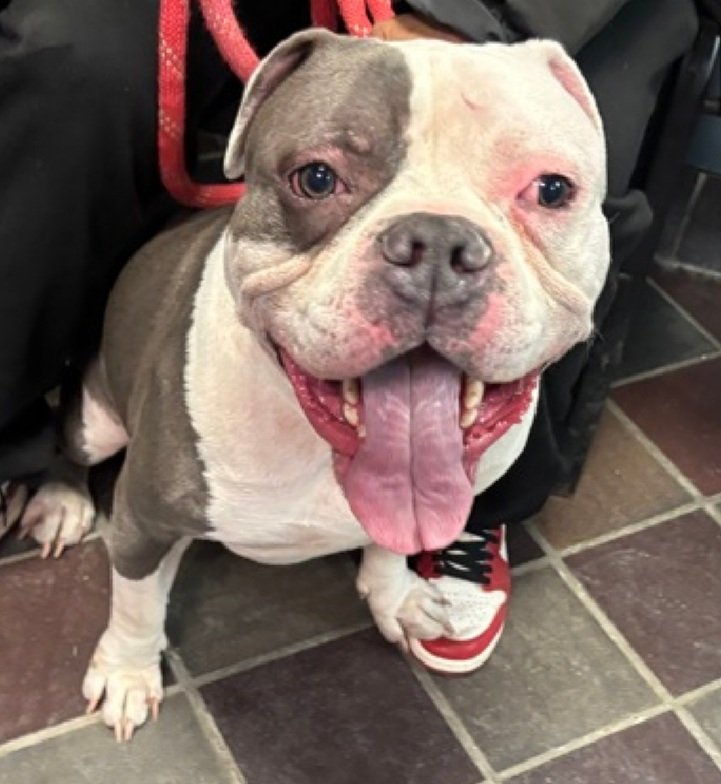 Seven 247675
Kill Command 
#NYCACC #RescueOnly 
He is a cute 3 yr old
Friendly &amp; outgoing in prev home 
Social with staff
Anxious on walks
Likes slow intros
Help save Seven!
#Pledge4Rescue #foster #adopt