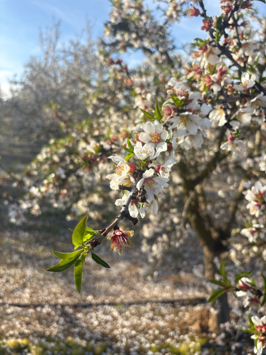 Cal Ag Solutions tweet media