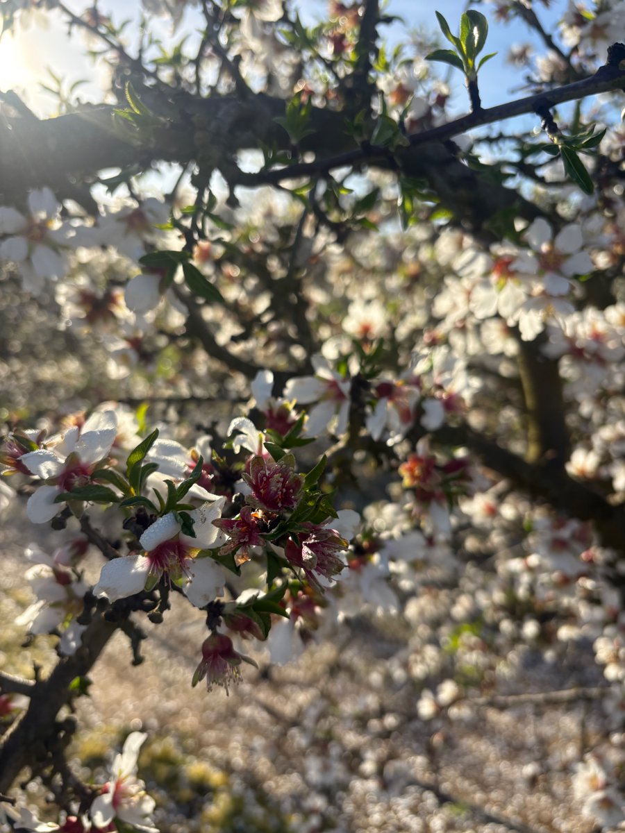 Cal Ag Solutions tweet media