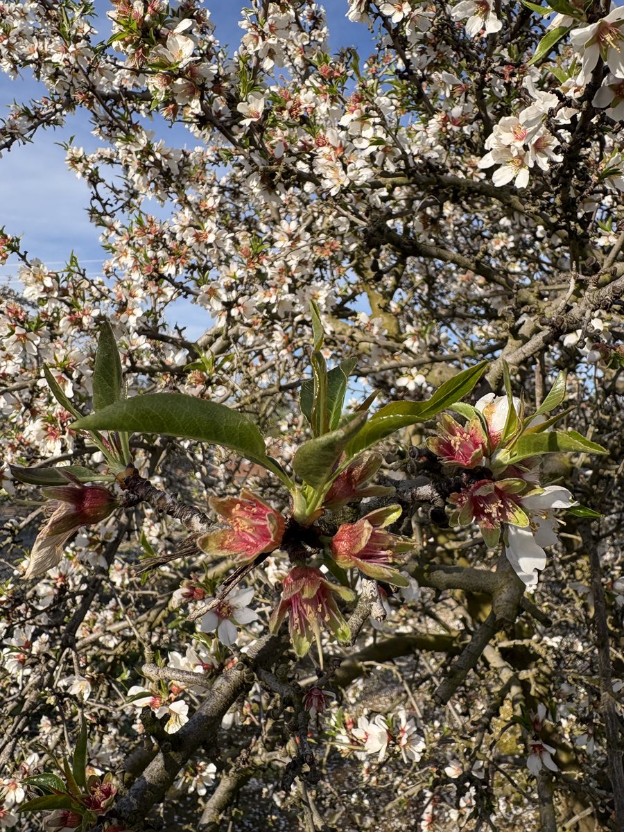 Cal Ag Solutions tweet media