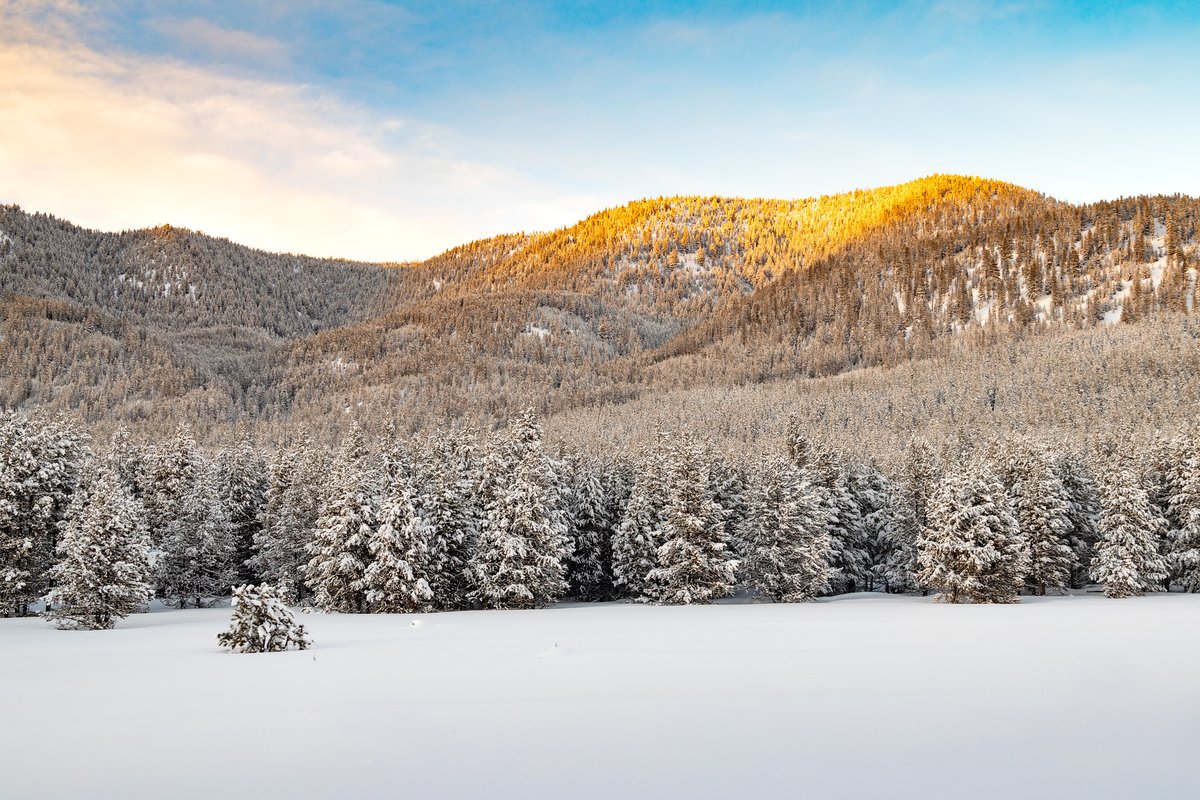 Yellowstone National Park tweet media
