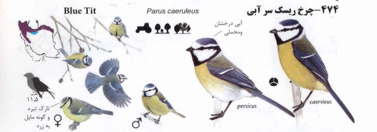 مشتعلعشقعلی tweet media