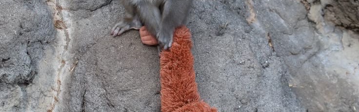 cvbi7_'s tweet photo. I can't get over this monkey's story