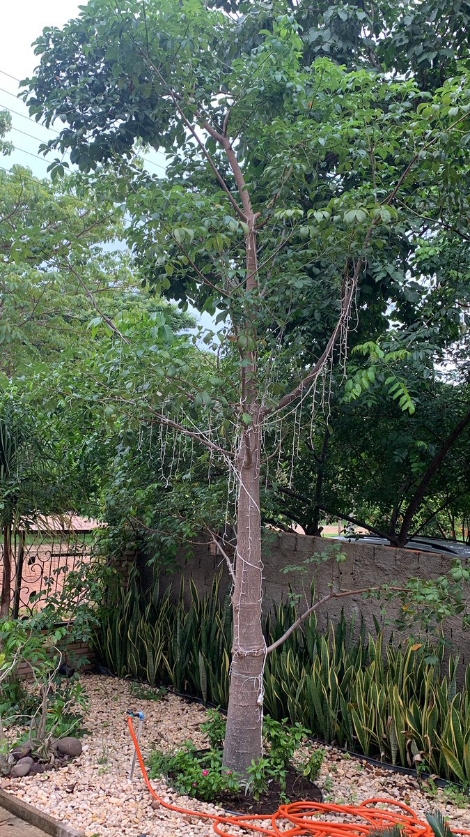 Paulo Trindade tweet media