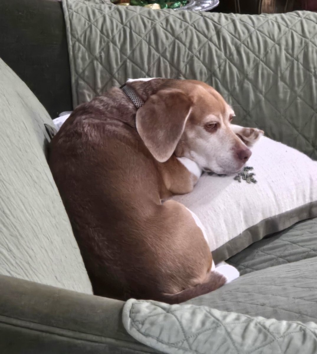 🪨 Geop! 🪨 tweet media