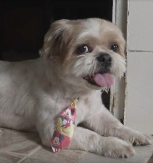 updatecharts's tweet photo. Cão com paralisia volta a caminhar após tratamento com polilaminina da pesquisadora Tatiana Sampaio. https://t.co/tKhvwZjUEs