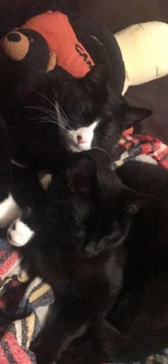 natcho04x_'s tweet photo. @Garrett_Watts Praying the trio made it in! So excited to see the new video regardless : who doesn’t love pets!

Ft. Gunner ( b&amp;w ) Raven (b) and tallulah ( woof ) https://t.co/dFZbbCIL6n
