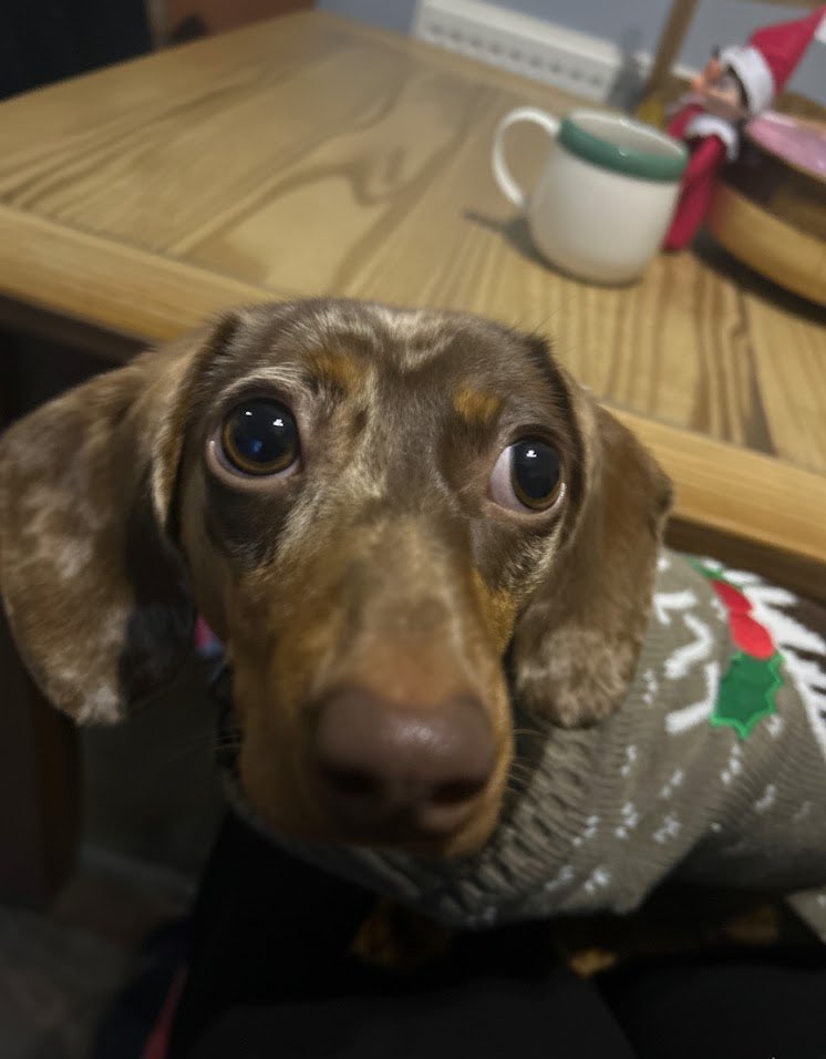 natcho04x_'s tweet photo. @Garrett_Watts Praying the trio made it in! So excited to see the new video regardless : who doesn’t love pets!

Ft. Gunner ( b&amp;w ) Raven (b) and tallulah ( woof ) https://t.co/dFZbbCIL6n