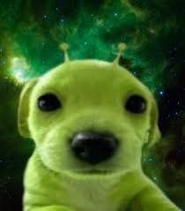 ten thousand bees tweet media