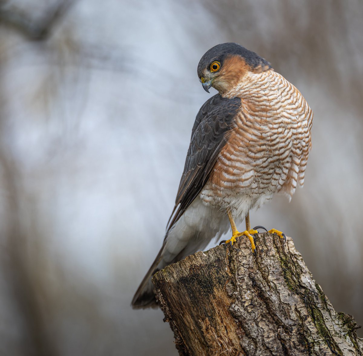 sjoneswildlife's tweet photo. Handsome male sparrow hawk https://t.co/k4kC8xd1Hr