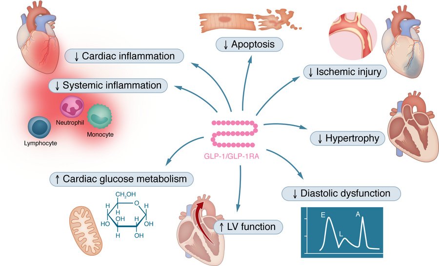 Agingdoc🩺Dr David Barzilai🔔MD PhD MS MBA DipABLM tweet media