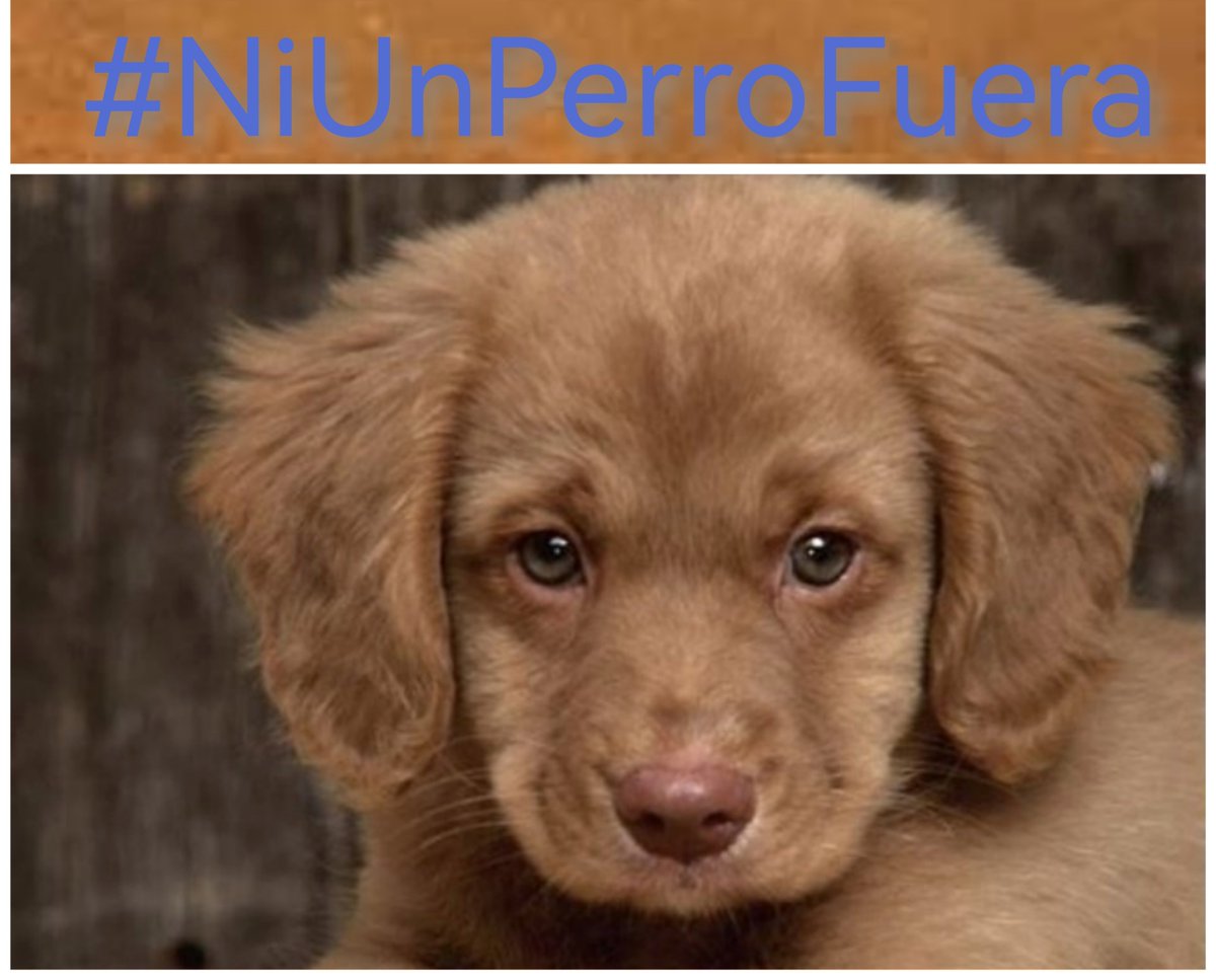 VAMOS TODOS A DIFUNDIR! 
¡PERROS REHENES DE LA CAZA! 
¡INOCENCIA ANIQUILADA! 
#NiUnPerroFuera
Exigimos la inclusión de los perros utilizados en la caza en la ley de protección animal 
La caza es violencia 
#MismosPerrosMismosDerechos 
#MismosPerrosMismaLey 
#NoALaCaza
