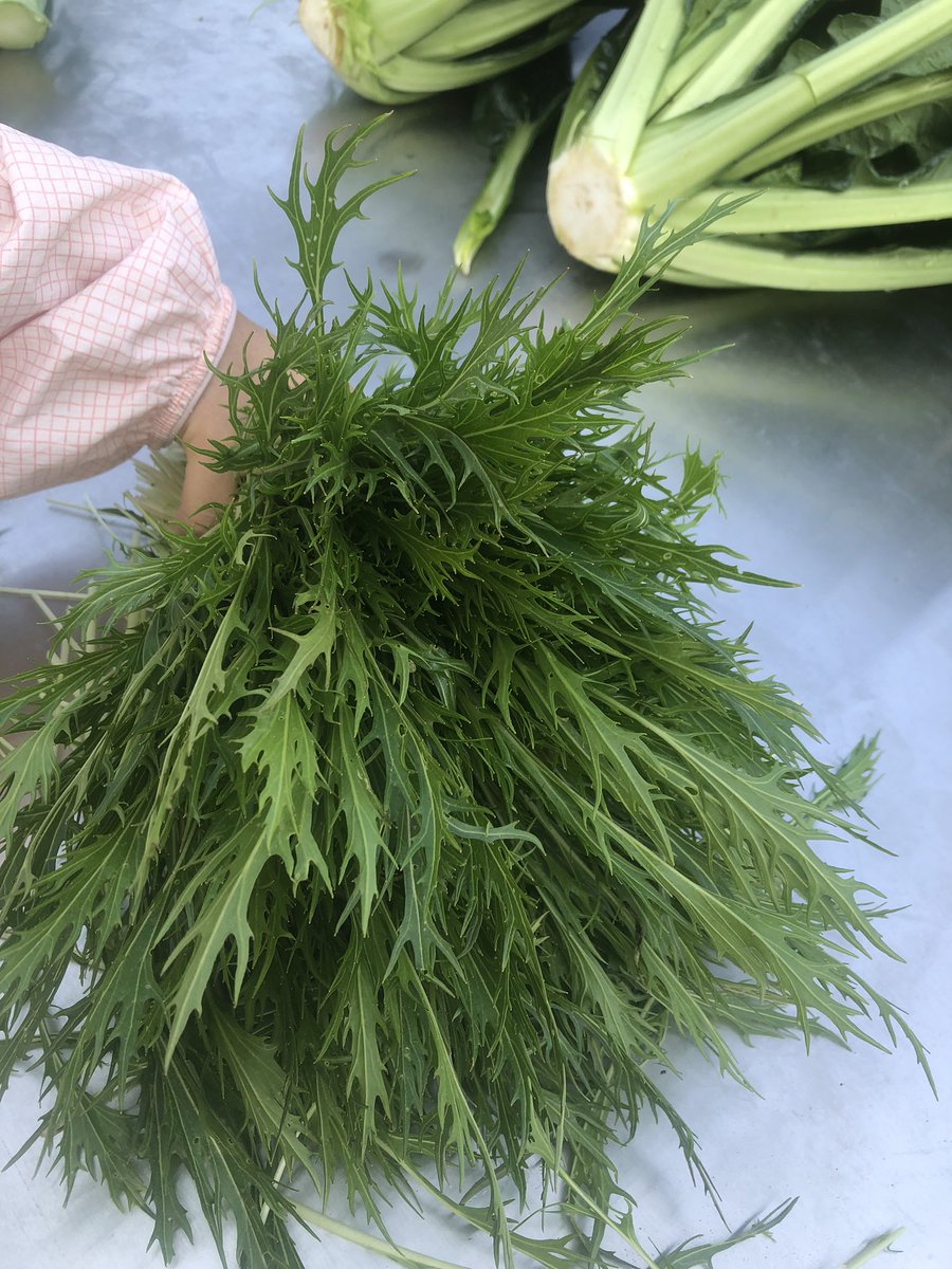 maihatta's tweet photo. 日本野菜の無農薬栽培プロジェクト！！
畑訪問しました！

今季は、10年前に出会った農業博士とのご縁が繋がり、素晴らしいパトーナーと一緒にできる事に。

すくすく大きくなり、たくさん収穫できています。毎週金曜日が日本野菜の入荷日です!! https://t.co/TOIRE9Bpgu