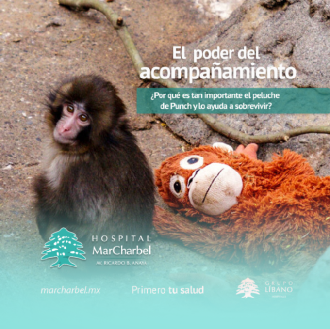MarCharbelSLP's tweet photo. ¿Un "Objeto de Transición" de verdad puede ayudarnos a sentir paz? 🐒

El caso de Punch, el sentirse acompañado por su peluche en un entorno diferente, lo está ayudando a sobrevivir al ser un soporte muy importante para su Sistema Nervioso. https://t.co/OrXSl4AHKn