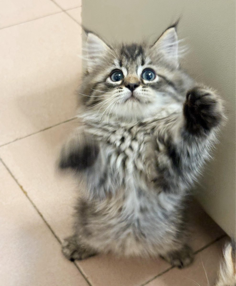 Ayykk 🇵🇸 tweet media