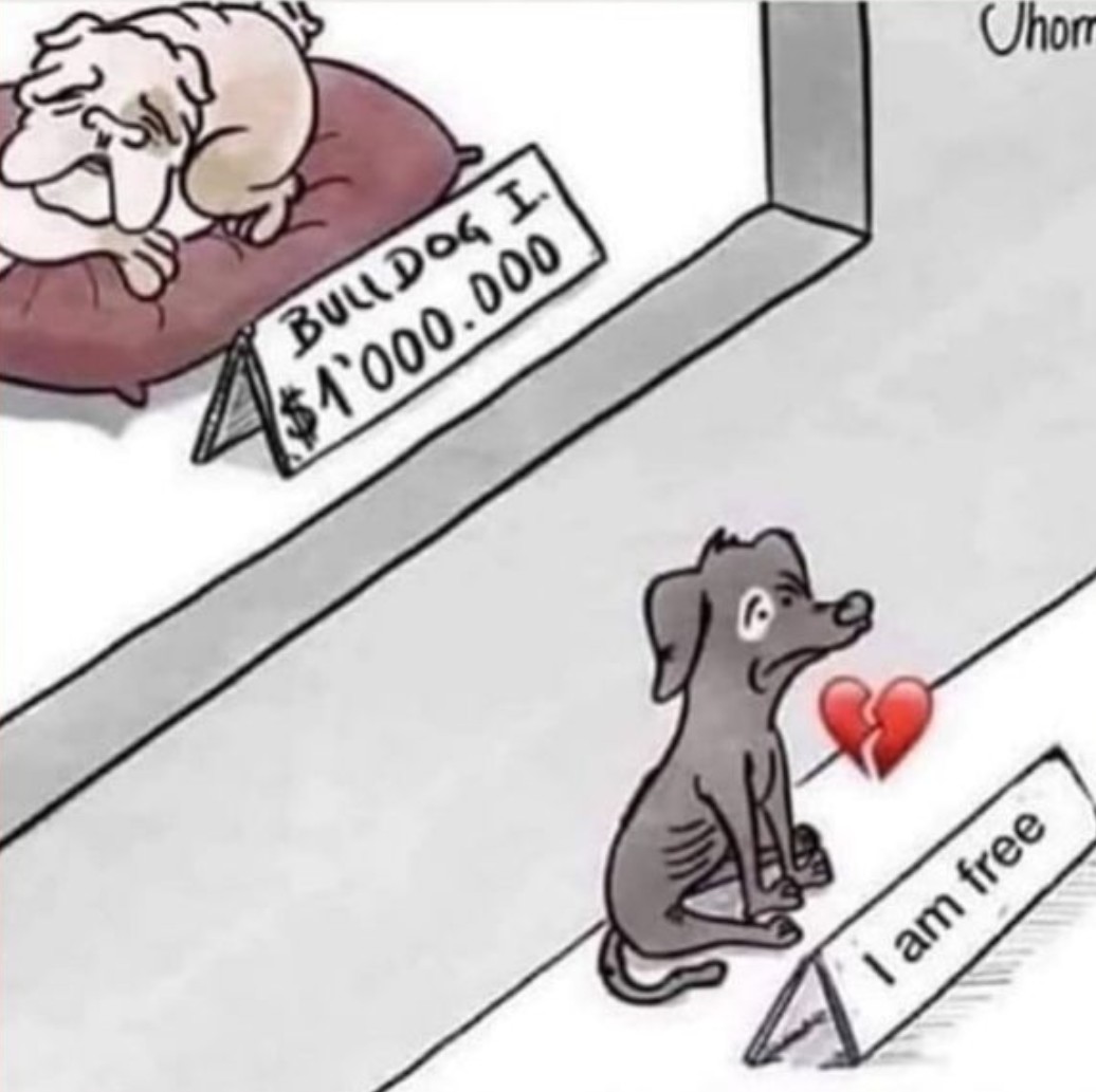 Pawzazzle (@pawzazzle) on Twitter photo 