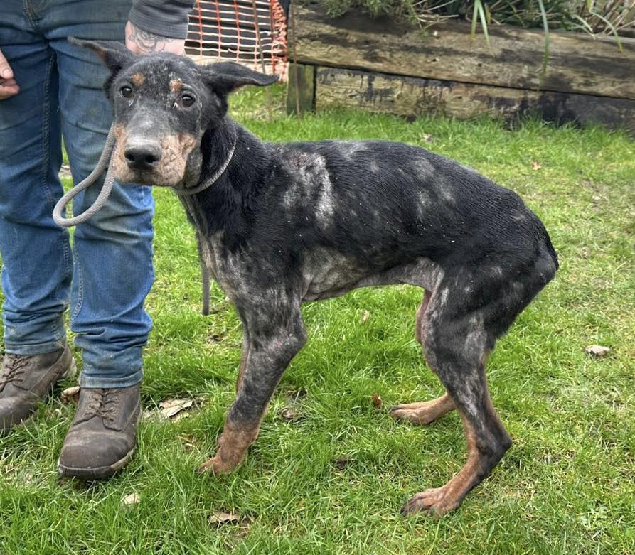 Animal Adoptions UK 🐕‍🦺🐈🐎❤️ tweet media