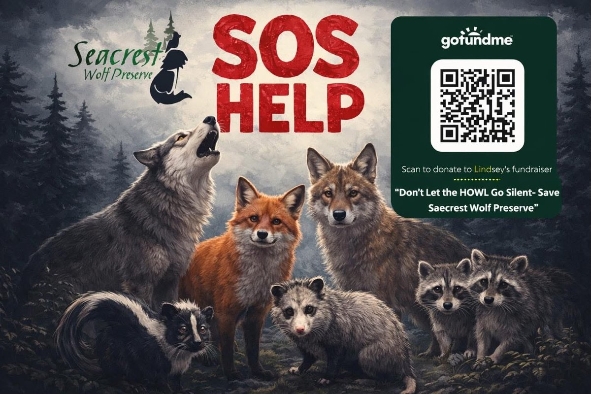 PCisD's tweet photo. SOS for Seacrest Wolf Preserve in desperate need of a miracle! They are being forced to relocate due to new owners… They have land, just not the funds or help to move as fast as they need to. They are located in Chipley, FL and have been there for 25 years. 

“As we move into this process, we understand and appreciate the outcry of support. Right now, our legal team is working every possible avenue that there is. We want to stress that the options are dwindling – an appeal does not stop the eviction. Our team is actively reaching out to other attorneys for suggestions, ideas, and possible routes we could take.

Many of you have expressed concern about our silence over these past months. Please understand that for much of this journey, we were guided — firmly and unequivocally — to remain quiet. There were reasons we could not speak, details we could not share, and moments when restraint was not a choice but a necessity. Only recently have we been able to step forward and find our voice. 

We need to stress that the issue is not land; Seacrest has access to land we could move to tomorrow – money and time are where the issue lies. Without a miracle, without over hundreds of thousands of dollars immediately, we have nowhere to begin. Fencing, labor, and moving of the animals themselves to a new facility is costly, and the rebuilding of a potential new facility would take time we do not have. That has always been our issue; we have had land secured for the majority of this trial, but have not been able to acquire the funding to build upon that land.  Twenty days, at this point, is an impossibility unless we have a miracle. 

To those of you reaching out, we hear you. Rest assured the staff are not ignoring your calls, nor suggestions, but our lines are being flooded with support and it has been difficult to keep up in the wake of this horrible news. Every suggestion is heard, every idea discussed, and every voice recognized as the community bands together for the animals. We have to keep talking, keep sharing, keep this circulating so that as many people see the plight of these animals as possible. 

Thank you- the SWP Pack”

https://t.co/aLdtweIgPb