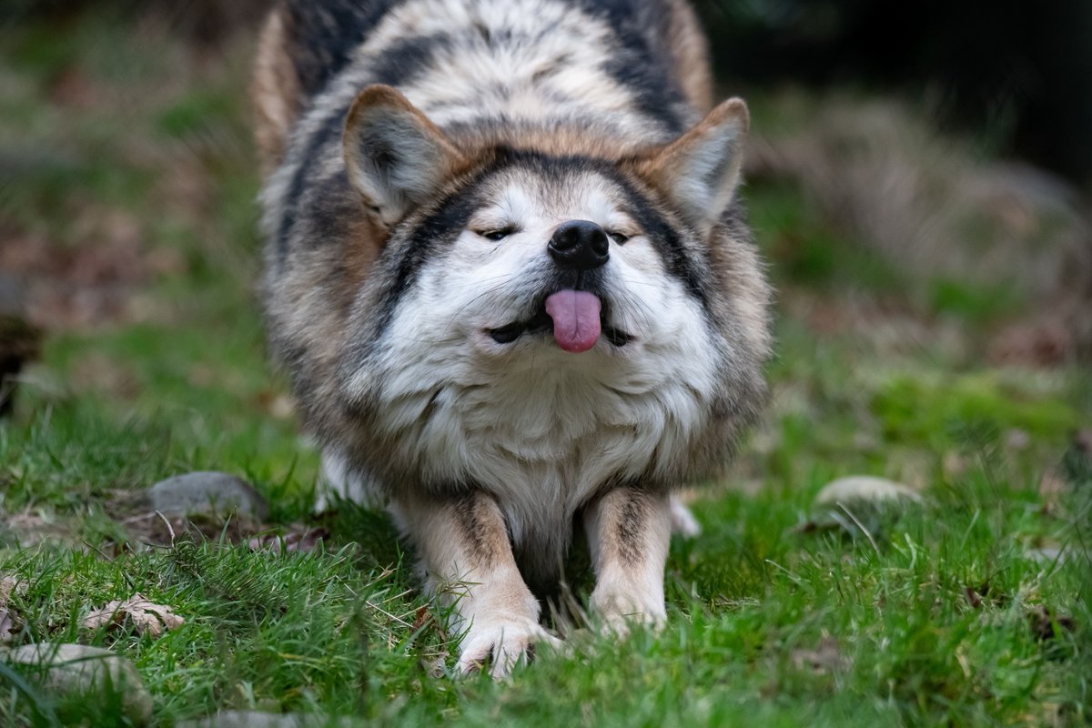 Wolf Haven International tweet media