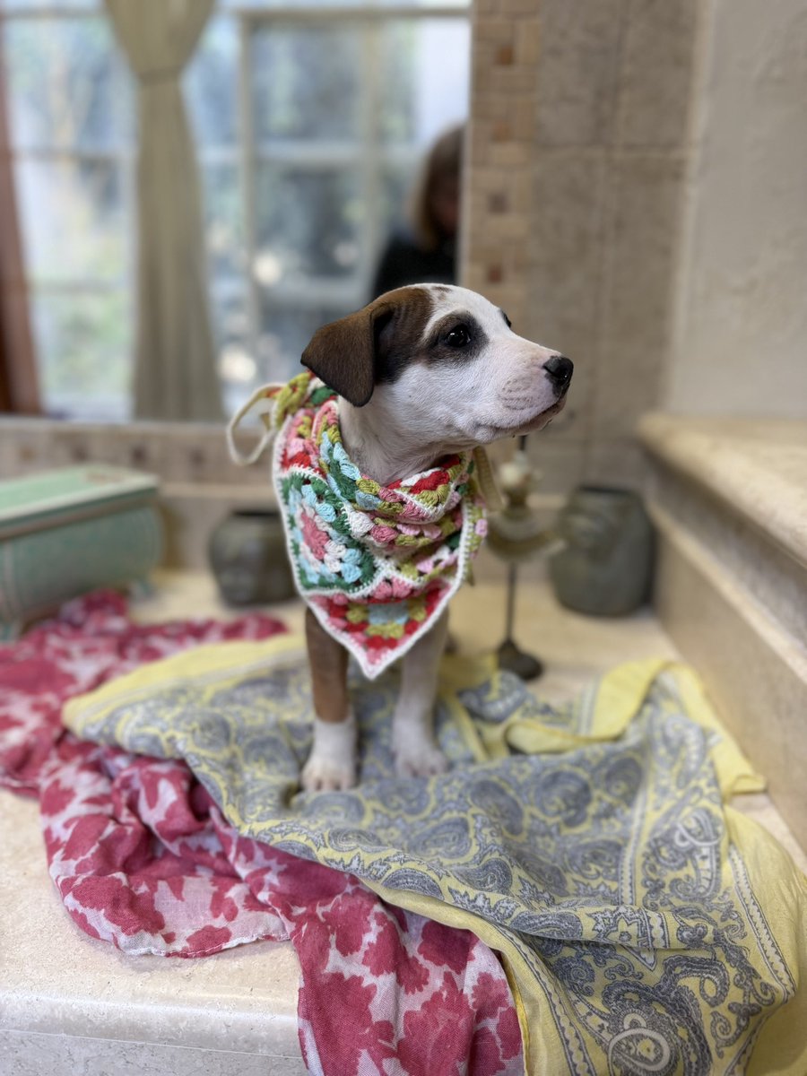 Me llamo Fauna. Soy una bebita de entre 2 y 3 meses. Tenía una mamá pero me la quitaron y me dejaron en la calle. Soy muy chiquita. No tenía idea de qué hacer. Tenía mucho frío y extrañaba mucho a mi mamá. Me sentía muy triste

Por suerte ahora llegué a un buen lugar. Y estoy con