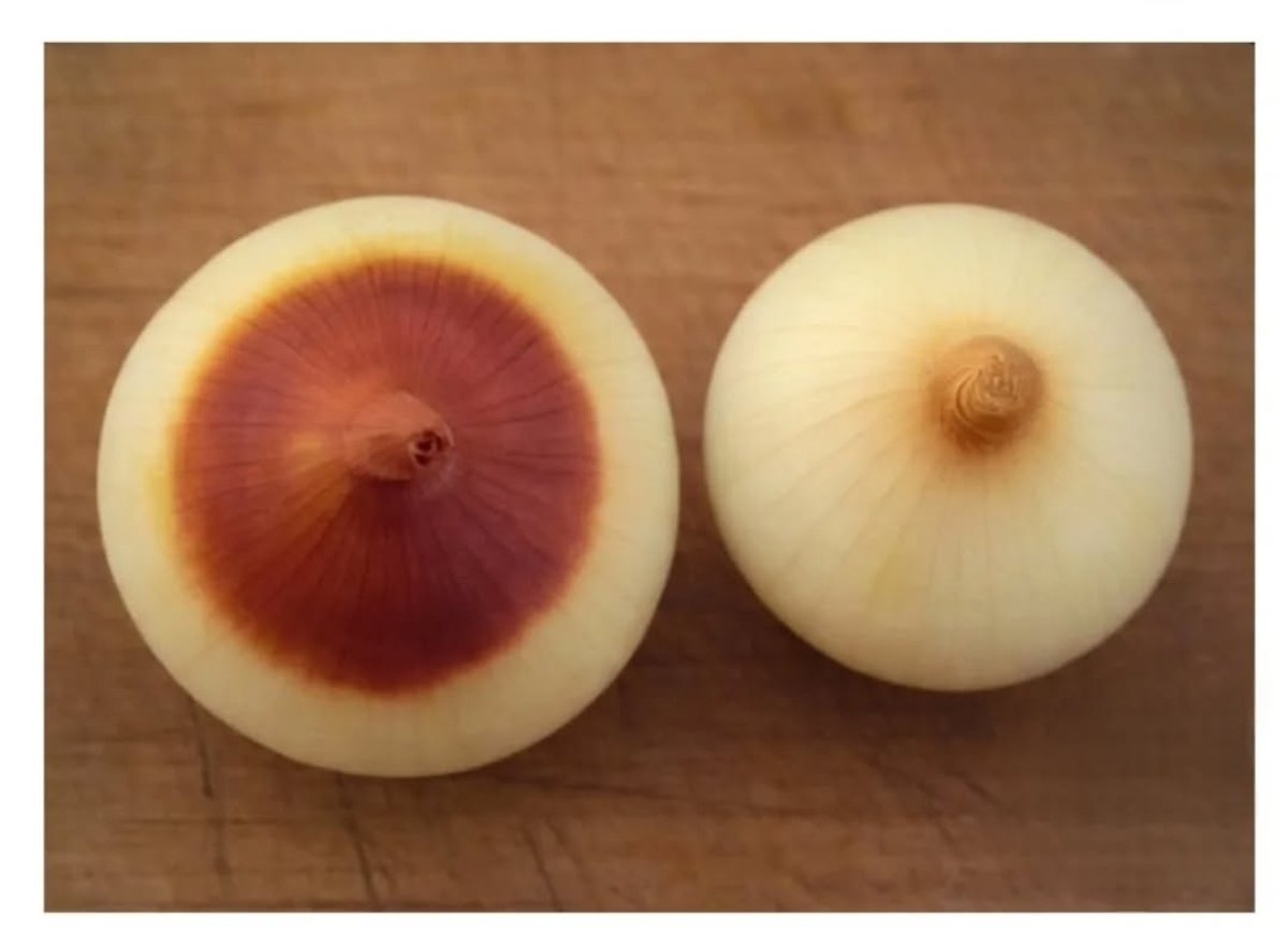 Chiapas // Los Altos de Jalisco