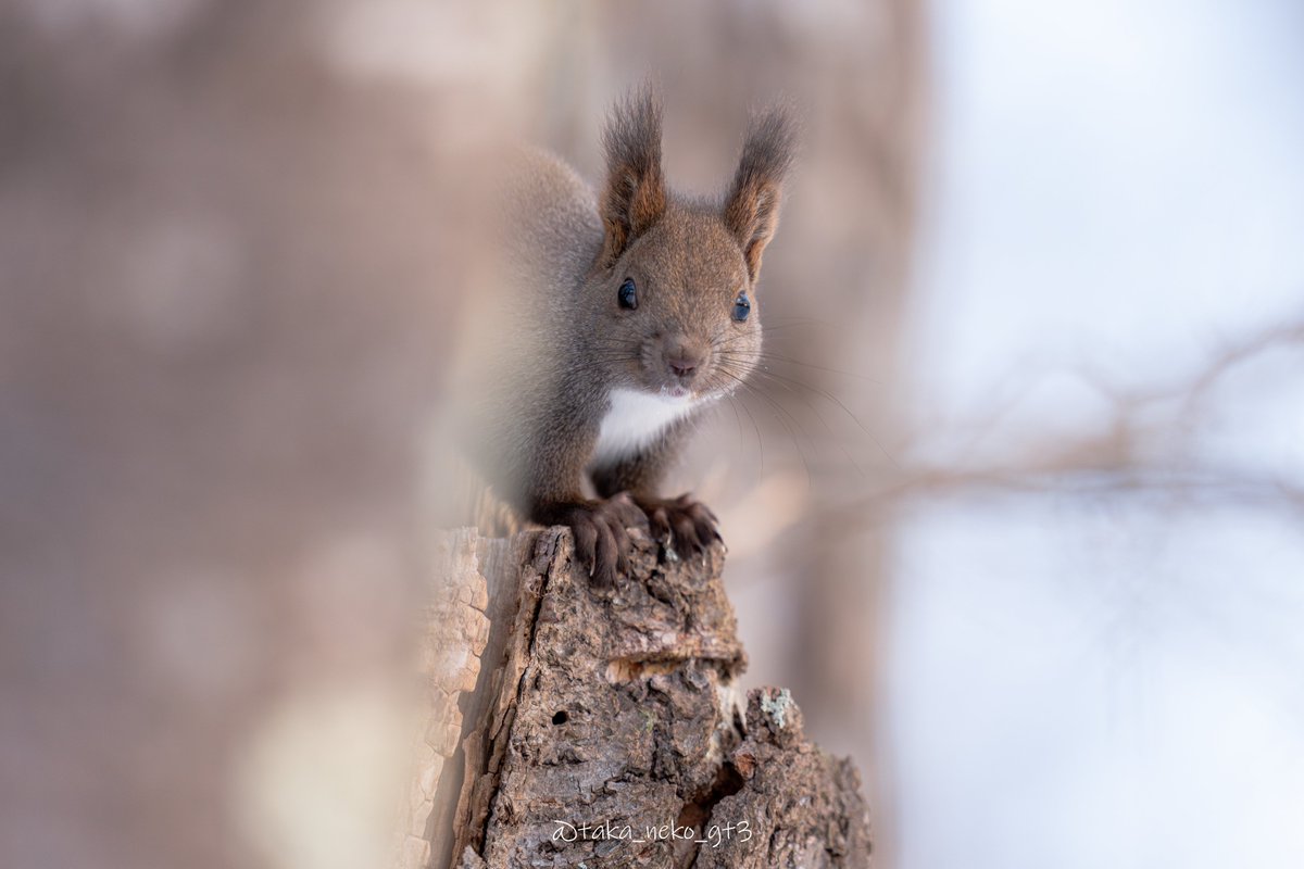 ジム・ブランデンバーグさんのブラザーウルフと名付けられたオオカミの