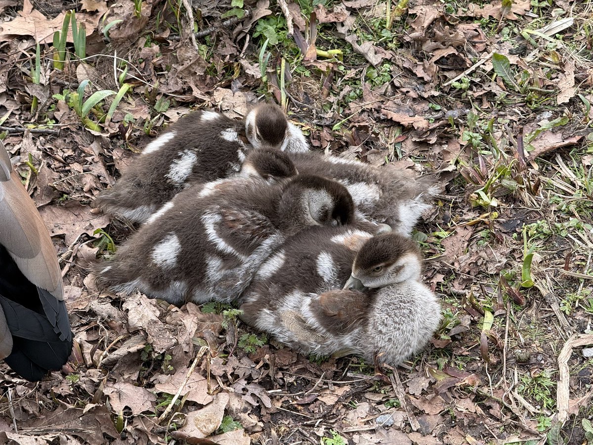 All_The_Geese tweet media
