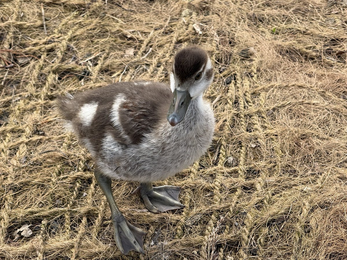 All_The_Geese tweet media