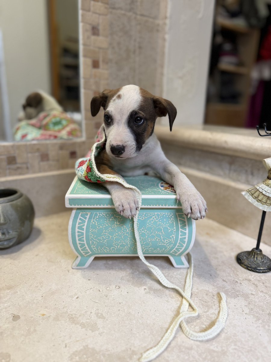 mis dos hermanos. Ya estoy comiendo adecuadamente y estoy muy calientita. Ya hasta me llevaron al doctor para que revise que todo está bien conmigo.

Estamos buscando una familia para mí. Que me quiera muchísimo. Voy a ser talla mediana.