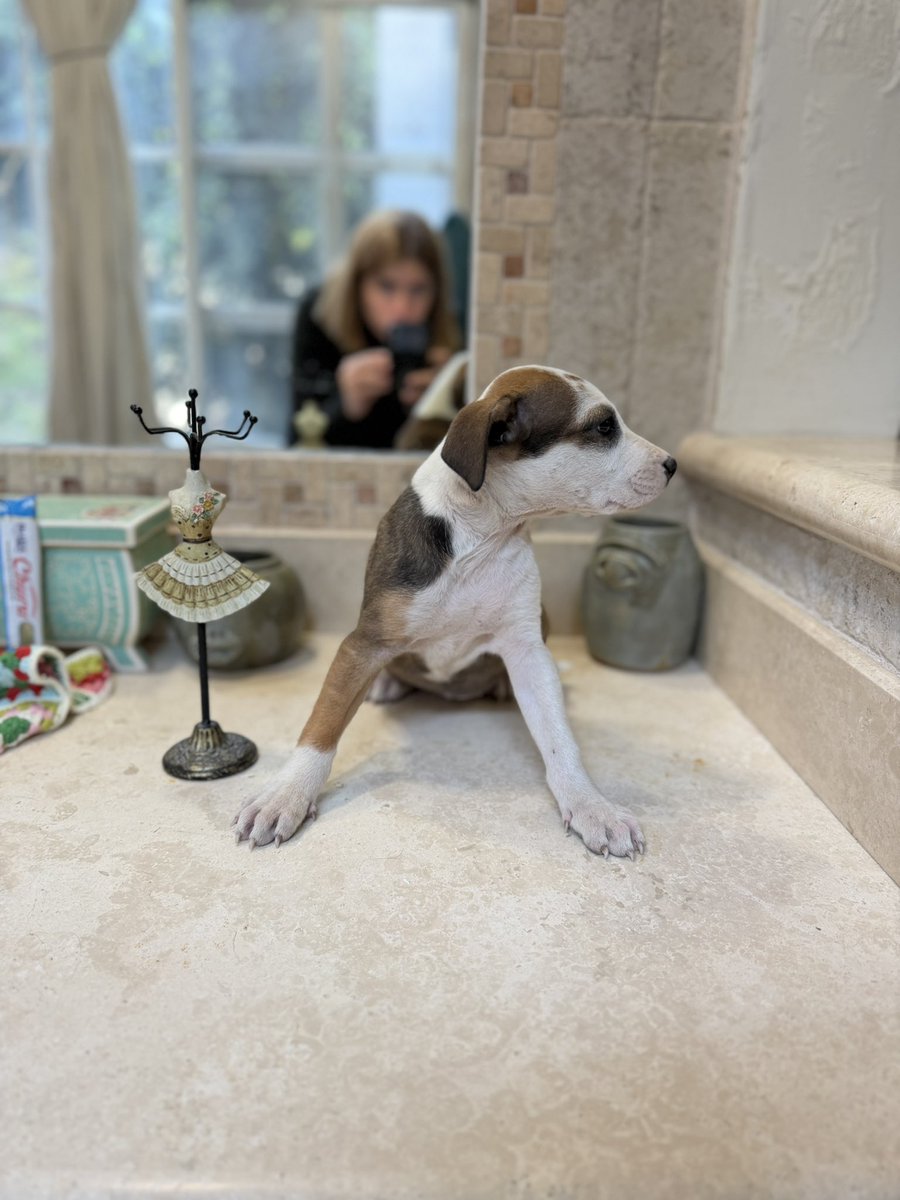 Si tú quieres saber más de mí o adoptarme, manda mensaje a Alina. 🧡

Estamos en la Ciudad de México.