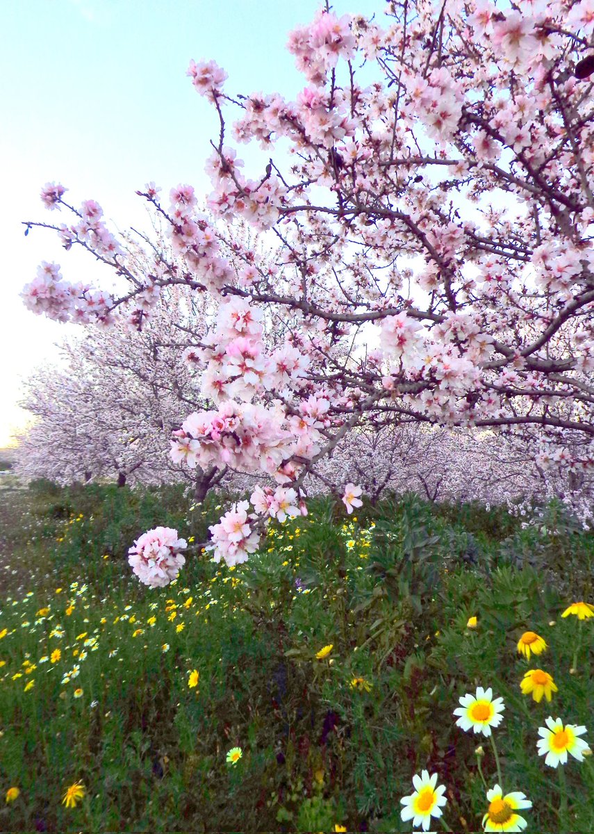 climatologia_ua's tweet photo. 🌸 En estos días de estabilidad destacan los almendros en flor, que este invierno nos están dejando estampas preciosas gracias a que el campo está verde por las lluvias de los últimos meses.

📸 Noelia Tarí,  entre las partidas de El Rebolledo (Alicante) y Santa Ana (Elche). https://t.co/UJdgQZeEib