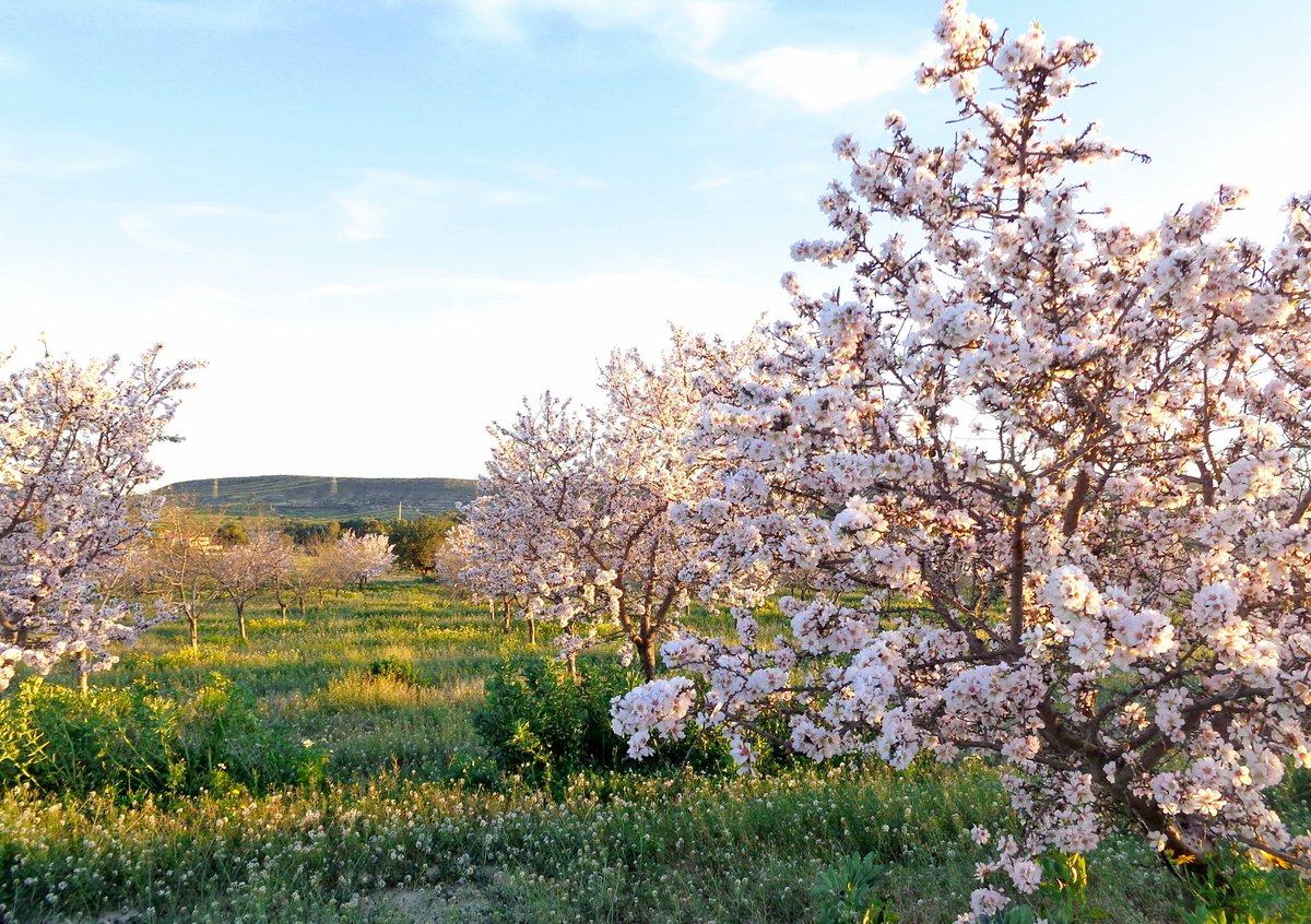 climatologia_ua's tweet photo. 🌸 En estos días de estabilidad destacan los almendros en flor, que este invierno nos están dejando estampas preciosas gracias a que el campo está verde por las lluvias de los últimos meses.

📸 Noelia Tarí,  entre las partidas de El Rebolledo (Alicante) y Santa Ana (Elche). https://t.co/UJdgQZeEib