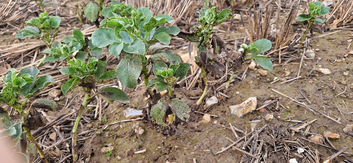 Peter Cowlrick tweet media